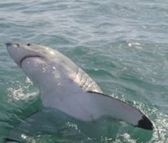 shark